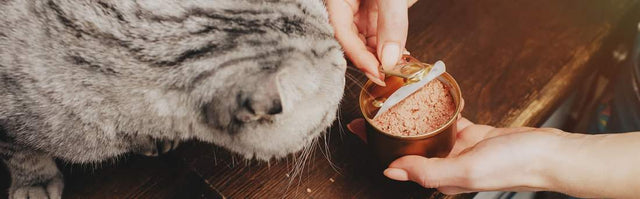 Is Wet food good for cats?