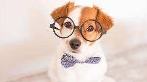 Are dogs smart?