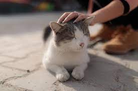 Where do cats like to be petted?