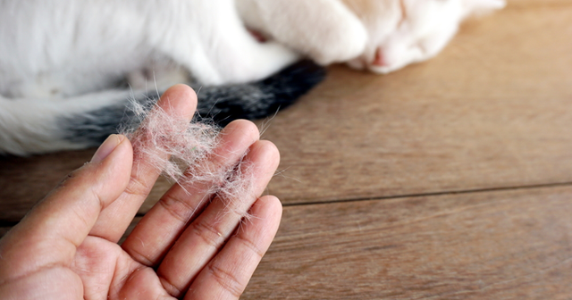 How can I treat my cats hair loss?