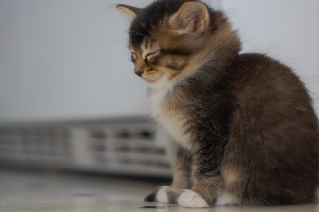 Why do cats sleep with their heads hanging down? BYMiT