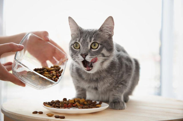 Is dry cat food good for cats?
