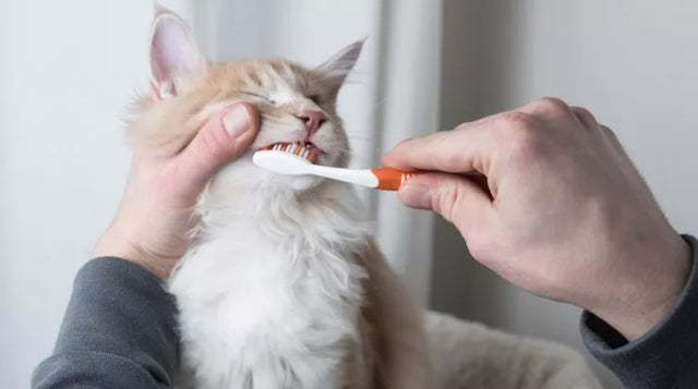 Should I brush my cat's teeth?