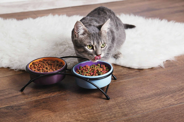 Can I mix wet and dry cat food?