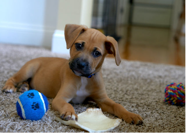 How To Choose The Right Toys For Your Pet?