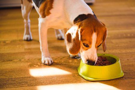 Is wet dog food good for dogs?