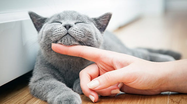 Do cats get emotionally attached to their owners?