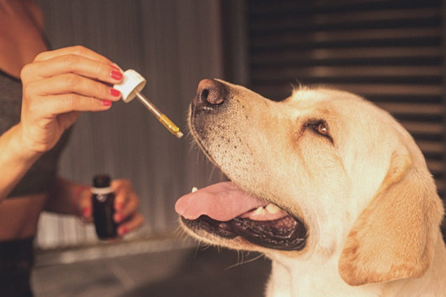 What oil is best for dogs?