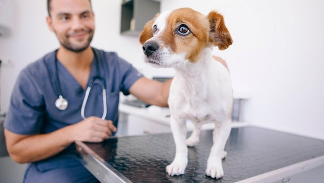 How often should my dog see the vet?