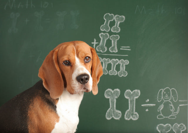 Do dogs know math?