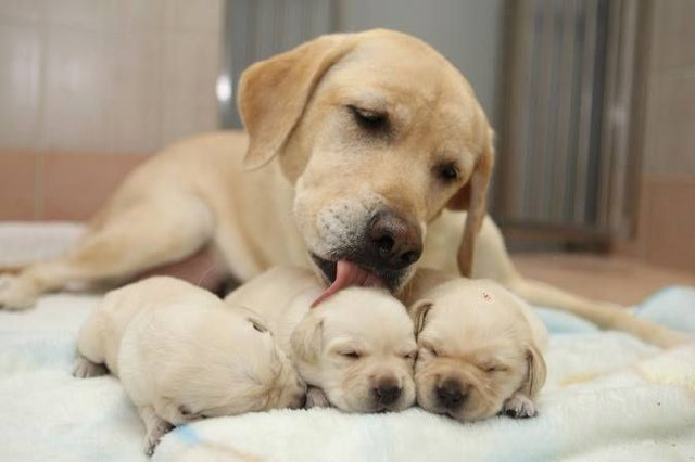 How are dogs born?