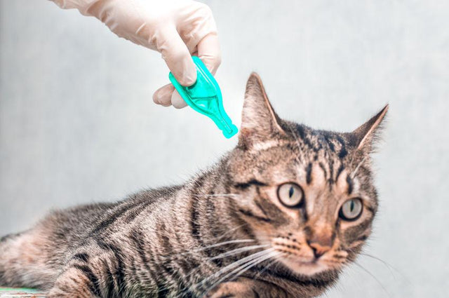 What flea treatment do vets recommend for cats?