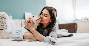 Are dog kisses a sign of affection?