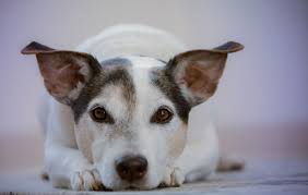 What causes stress in a dog?