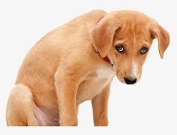 Do dogs feel sad?