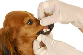 Is it common for dogs to have teeth pulled?