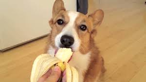 Can dogs eat bananas?
