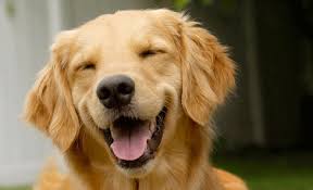 What sounds do dogs make when they are happy?
