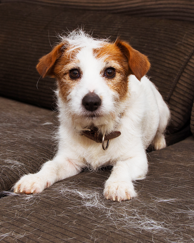 Why is my dog losing more hair than usual?