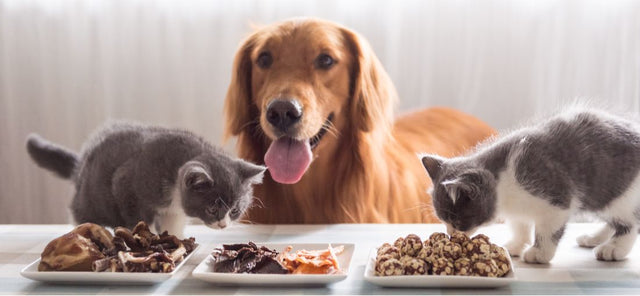 The Most Common Types of Pet Foods