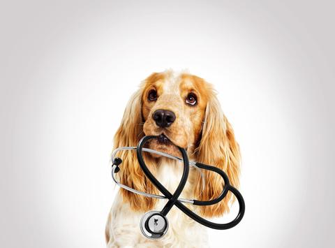 Why It Is so Important Our Pet's Annual Checkup?