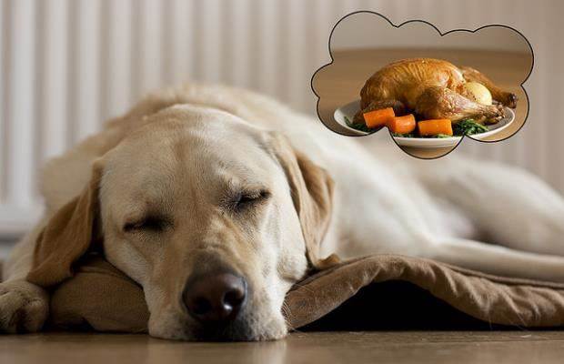 What do dogs dream about when they twitch?