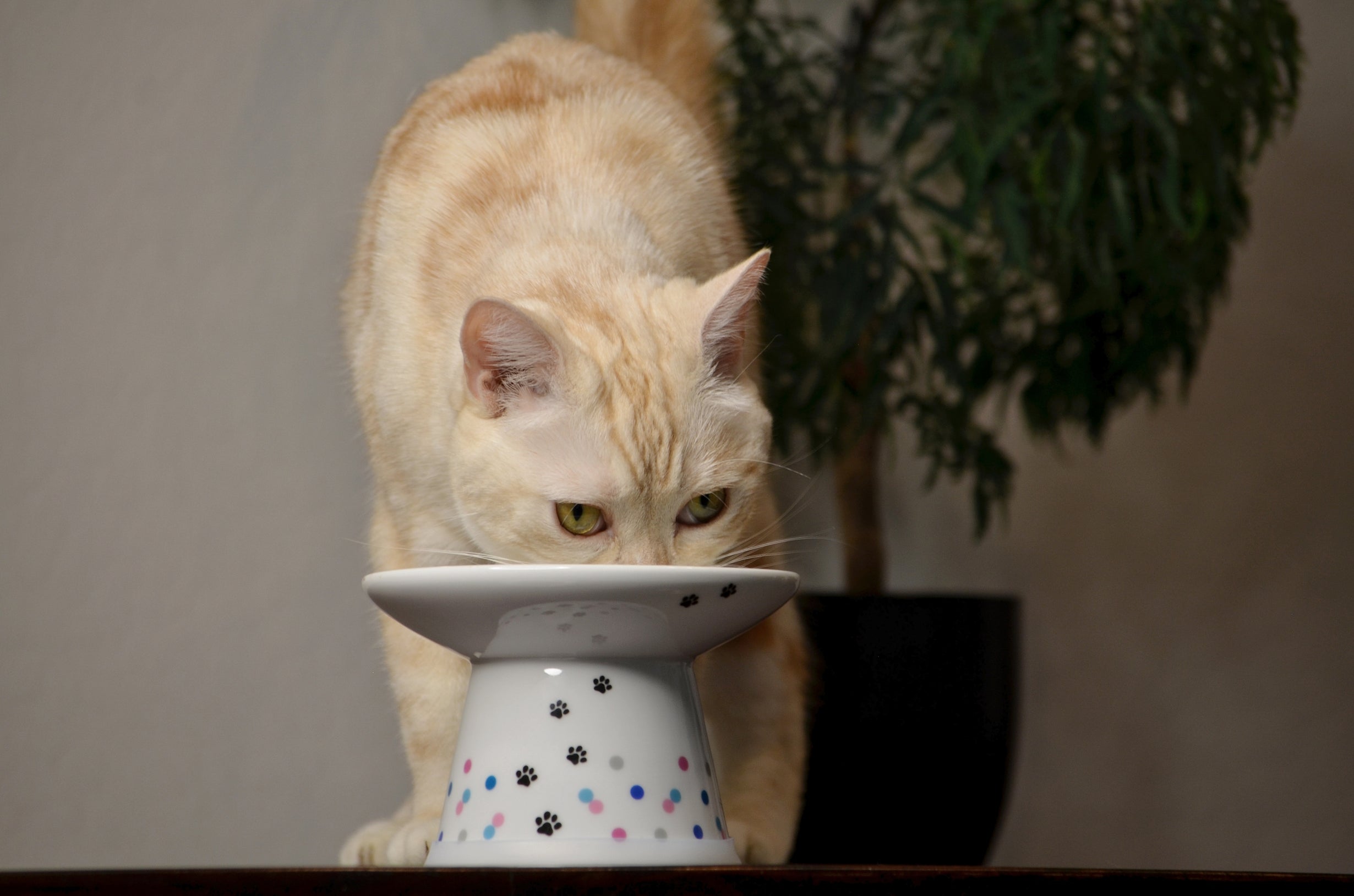 Necoichi Raised Cat Water Bowl, Elevated, With Measurement Lines, Dishwasher And Microwave Safe, No.1 Seller In Japan! (Cat, Regular