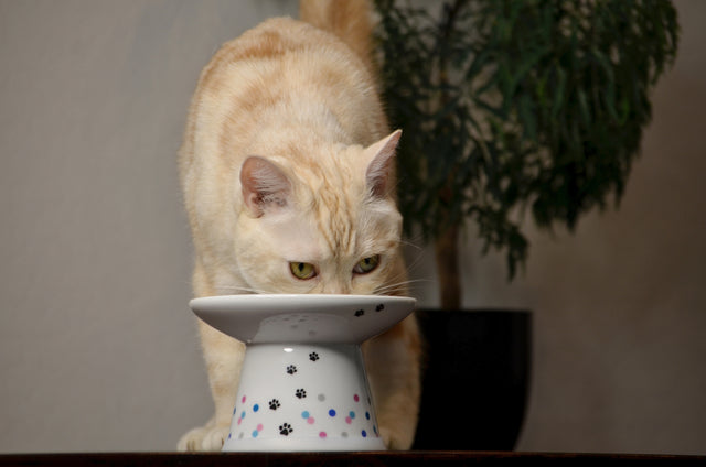 Necoichi Raised Cat Food Bowl Extra Wide (Colourful Dots)