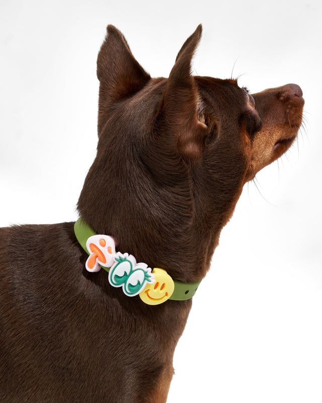 Wild One Flair Dog Collar and Leash Charm Pack Accessories