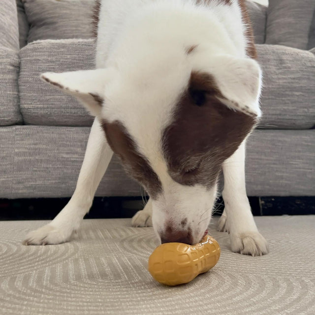 Nylabone Peanut Butter Strong Treat Toy Medium
