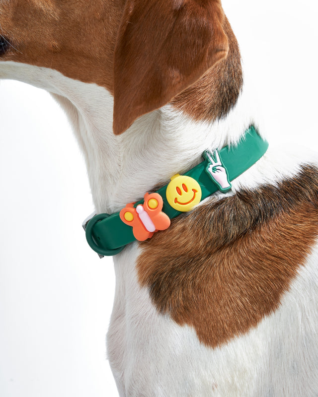 Wild One Flair Dog Collar and Leash Charm Pack Accessories