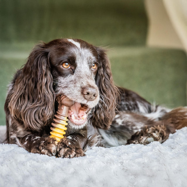 Nylabone Beef with Cheese Extreme Texture Bone
