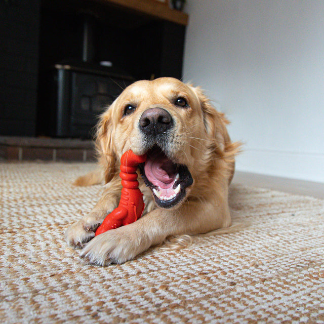 Nylabone Filet Mignon Extreme Lobster