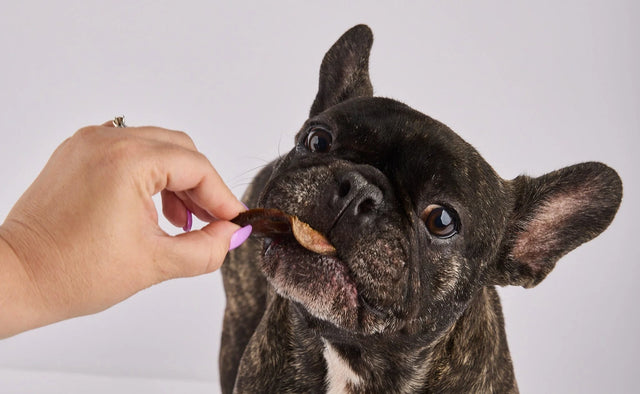 Laila and Me Pig Snouts