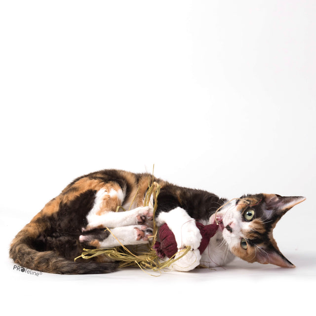 Profeline - DreamCat CatNip Toy Beet