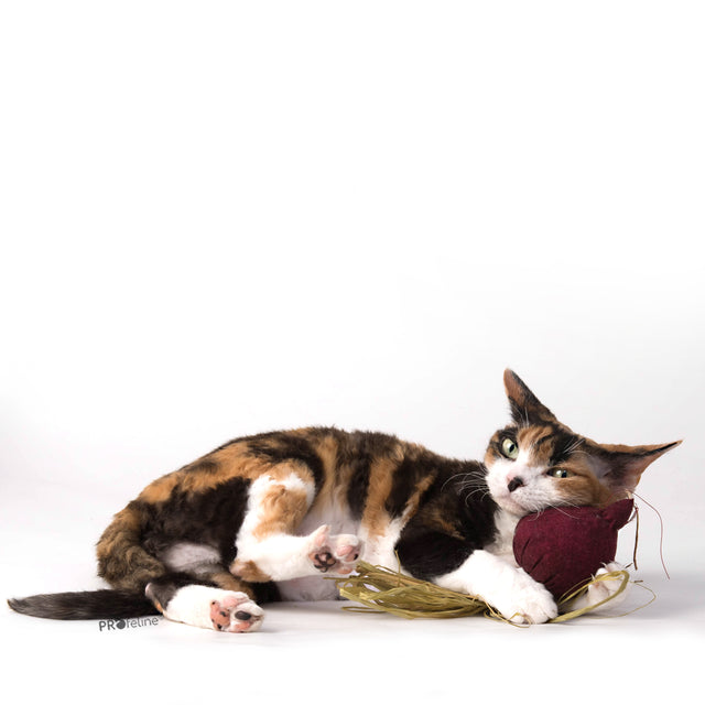 Profeline - DreamCat CatNip Toy Beet