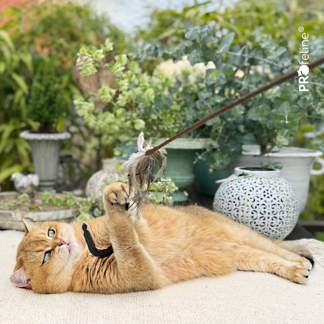 Profeline - Whisper Rooster Cat Teaser