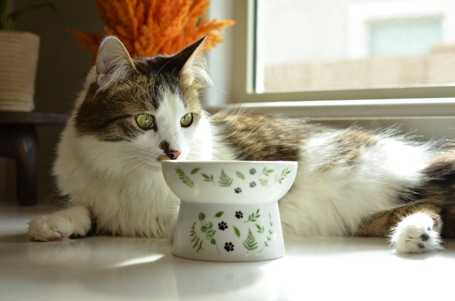 Necoichi Raised Cat Food Bowl (Go Green)