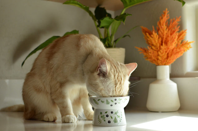 Necoichi Raised Cat Food Bowl (Go Green)