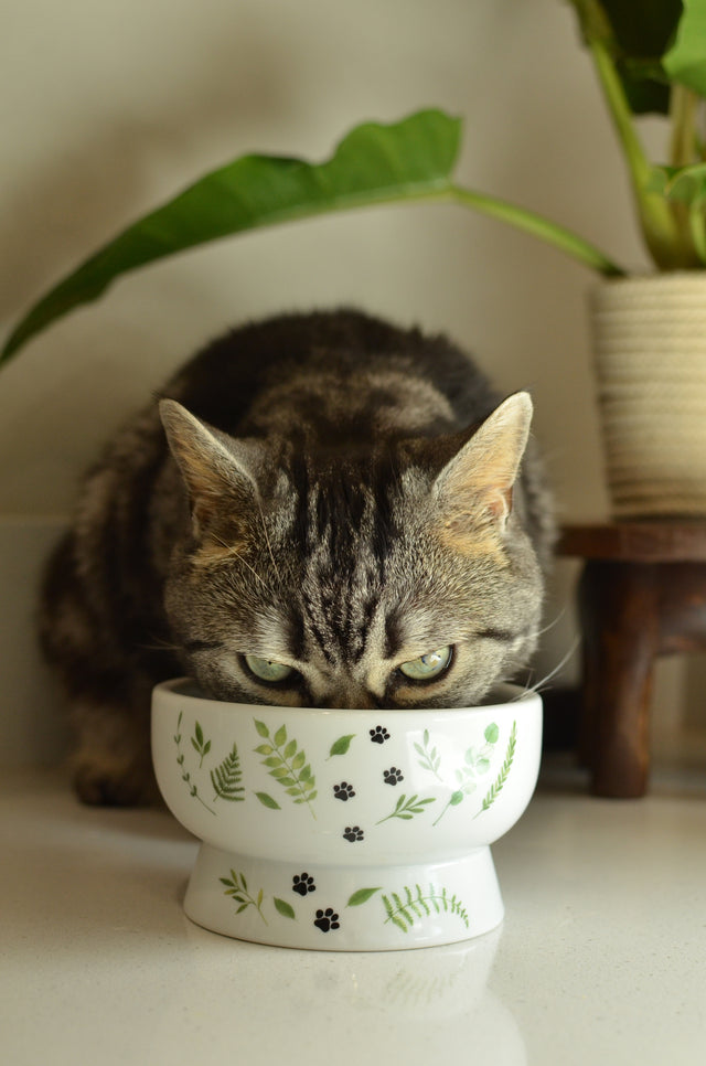 Necoichi Raised Cat Water Bowl (Go Green)