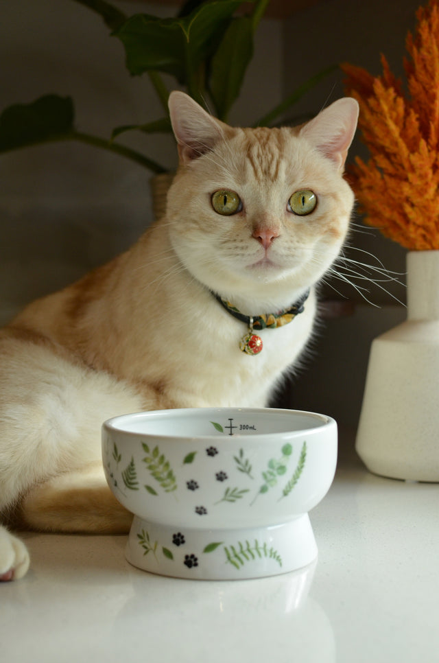 Necoichi Raised Cat Water Bowl (Go Green)