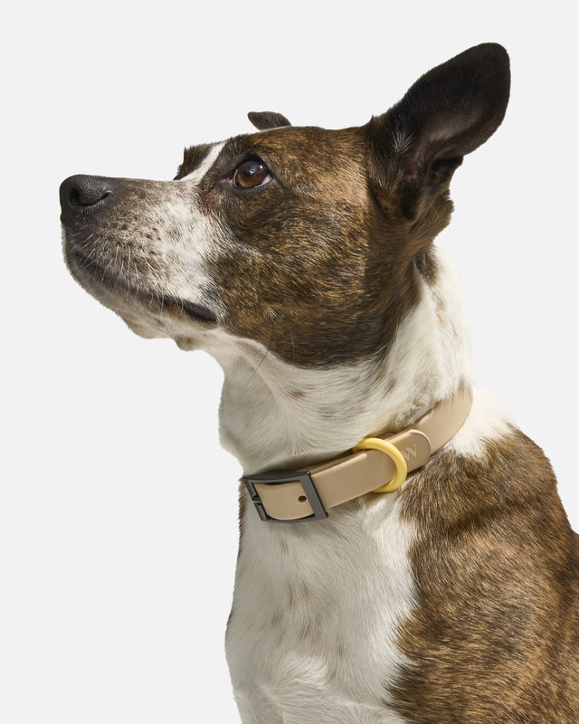 Wild One Dog Collar -  Retro