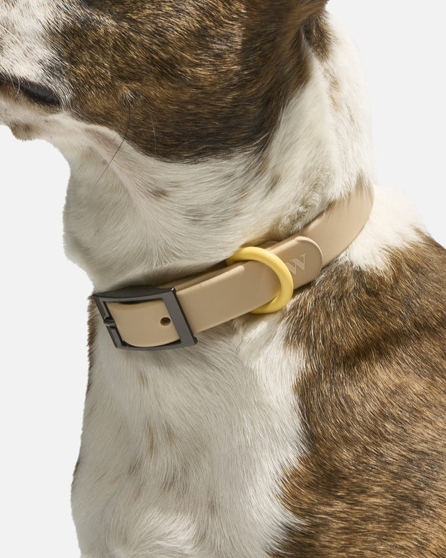 Wild One Dog Collar -  Retro