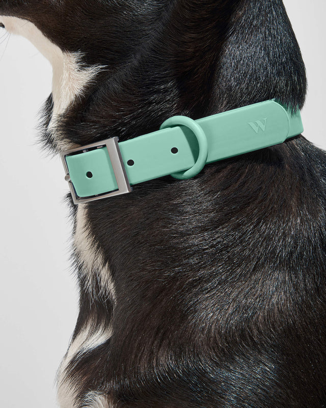 Wild One Dog Collar -  Seafoam ✨ Limited Edition