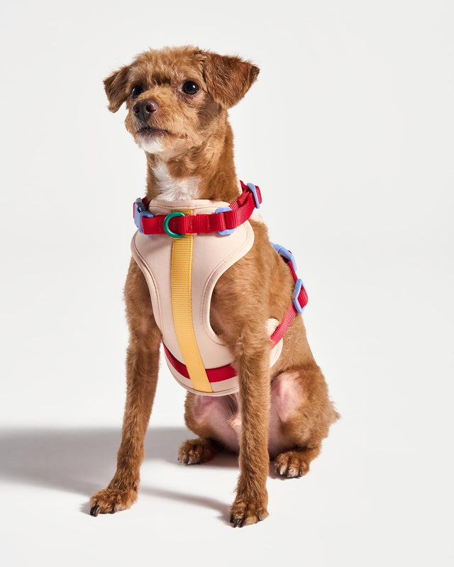 Wild One Dog Harness 2.0  - Retro
