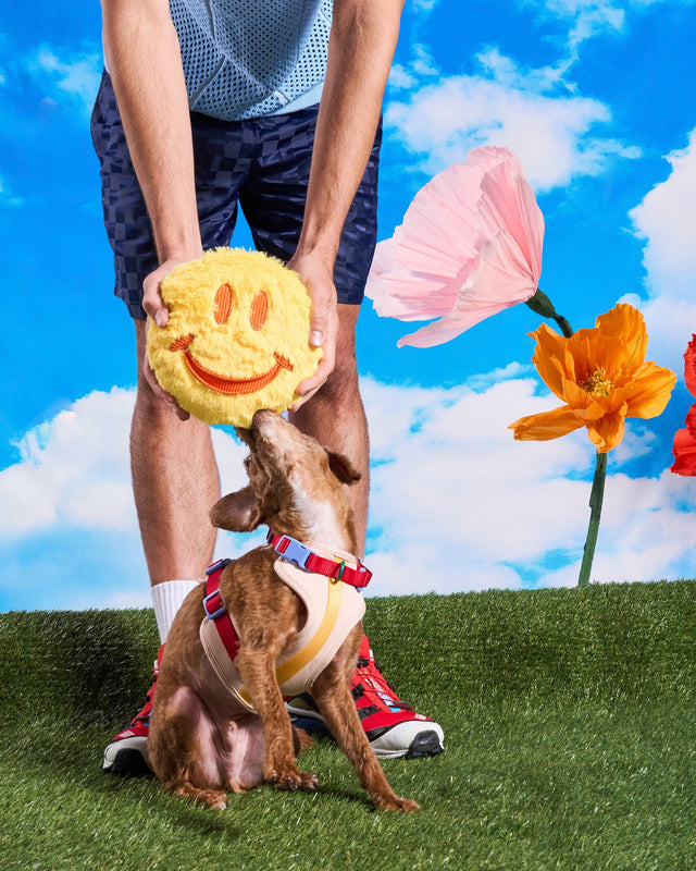 Wild One Dog Toy Playful Plush - Smiley