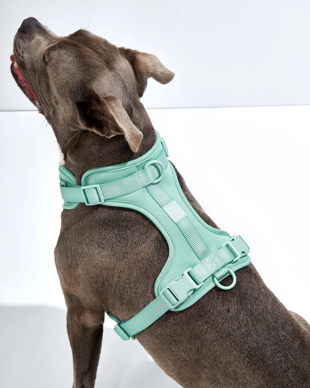 Wild One Dog Harness 2.0  - Seafoam ✨ Limited Edition