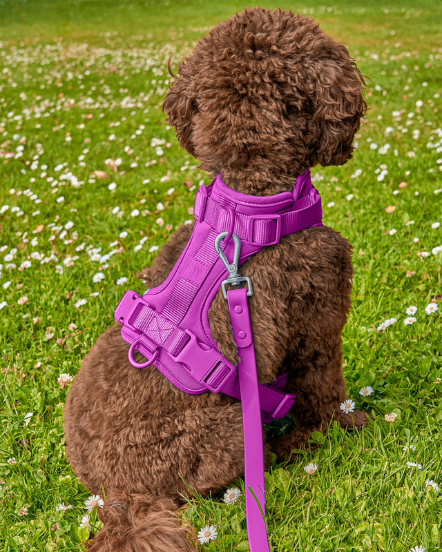 Wild One Dog Harness 2.0  - Orchid ✨ Limited Edition