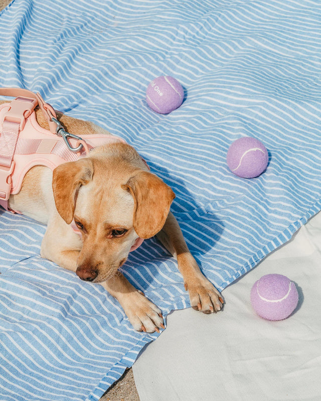 Wild One 4-Pack Dog Tennis Balls