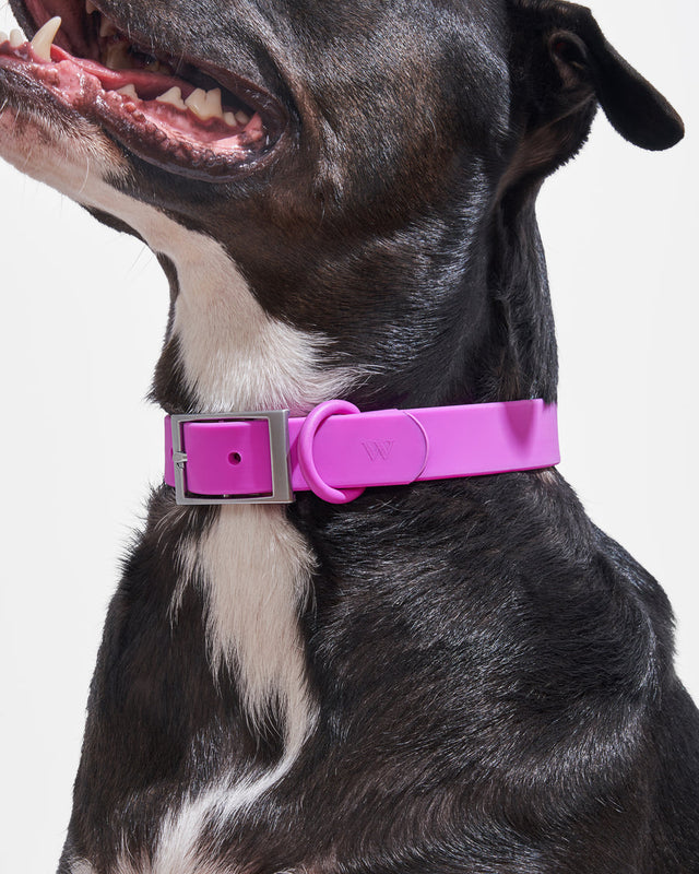 Wild One Dog Collar -  Orchid ✨ Limited Edition